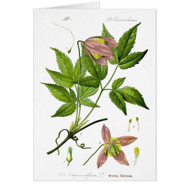 Fleur rose vintage (Devant)