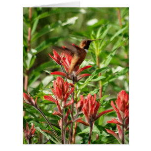Fleur rouge colibri