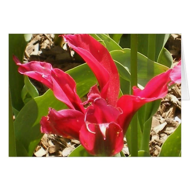 Fleur rouge - customisée (Devant horizontal)