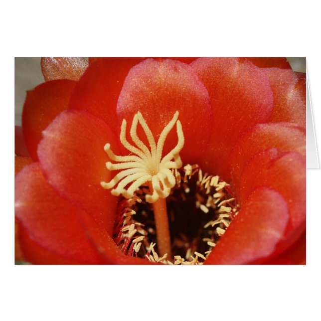 Fleur rouge de cactus (Devant horizontal)