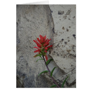 Fleur rouge de pinceau indien