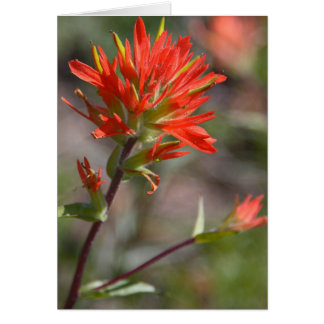 Fleur rouge de pinceau indien