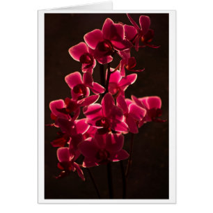 Fleur rouge orchidée