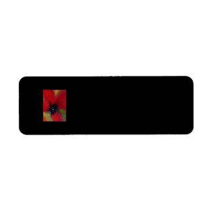 Fleur rouge, pavot