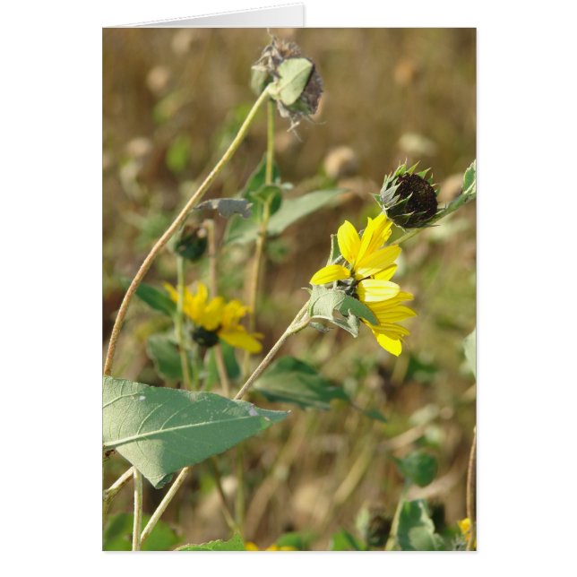 Fleur sauvage (Devant)