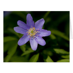 Fleur sauvage