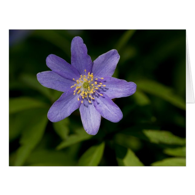 Fleur sauvage (Devant horizontal)