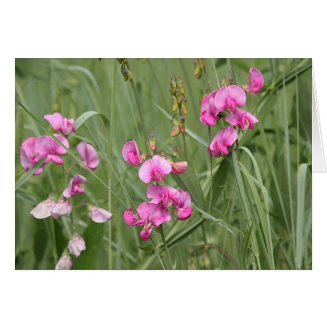 Fleur sauvage (Devant Horizontal)