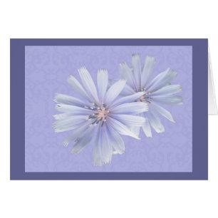 Fleur sauvage chicorée