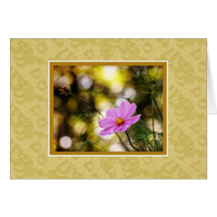 Fleur sauvage Cosmos Twilight