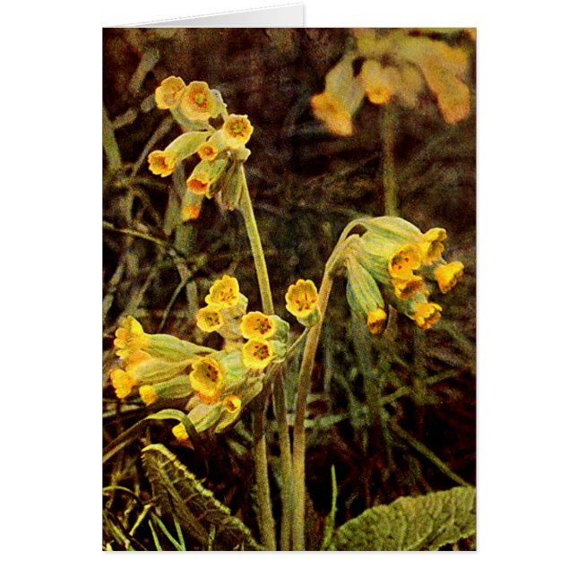 Fleur sauvage : Cowslip (Devant)