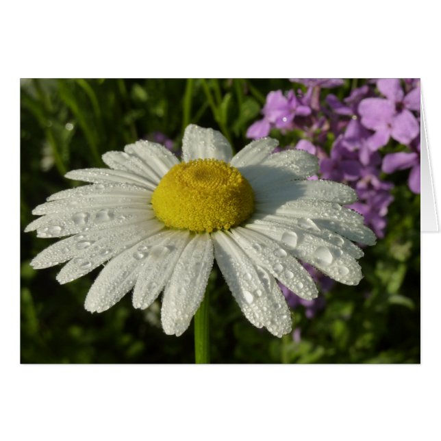 Fleur sauvage Daisy et Summer Lilac (Devant horizontal)