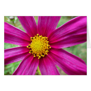 Fleur sauvage de Cosmos pourpre