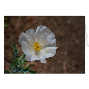 Fleur sauvage du désert blanc