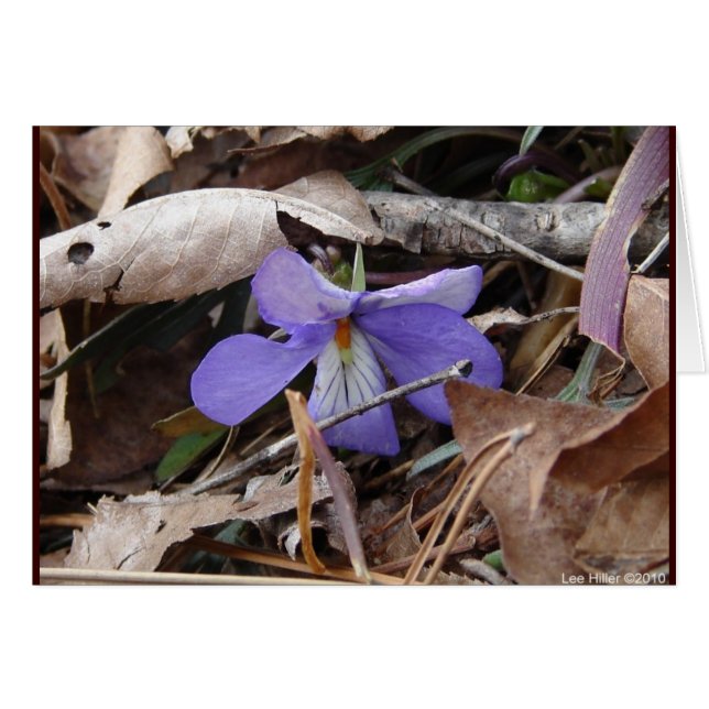 Fleur sauvage Oiseaux-Pied Violet Sources thermale (Devant horizontal)