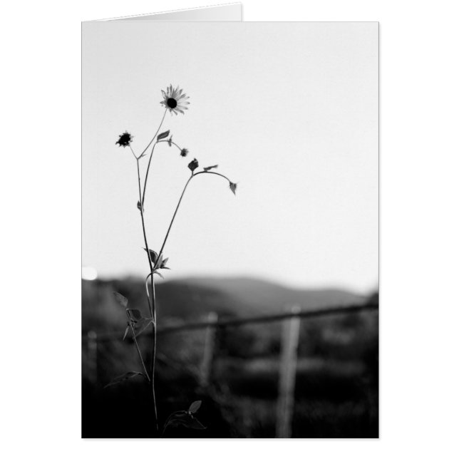 Fleur Solo (Devant)