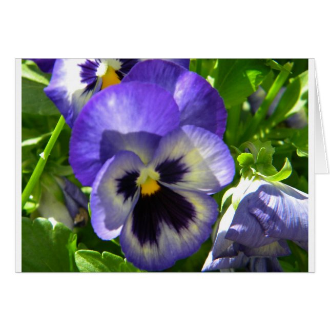 Fleur souriante (Devant horizontal)