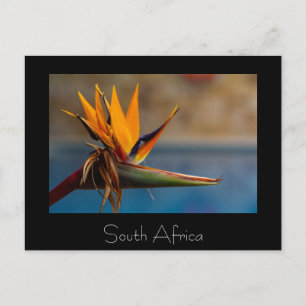 Fleur Strelitzia Afrique du Sud Carte postale Natu