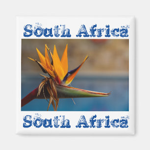 Fleur Strelitzia Afrique du Sud Magnet nature
