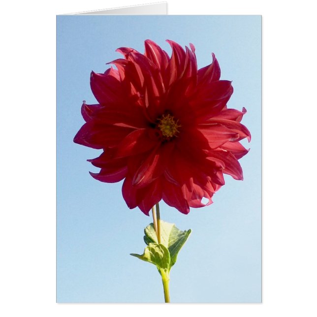 Fleur sur le ciel (Devant)