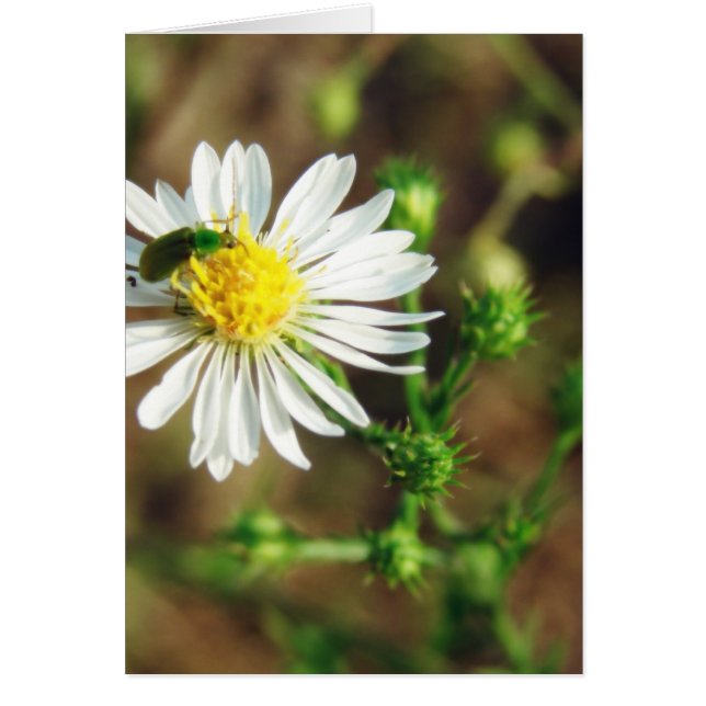 Fleur verte et blanche et blanc d'insectes à l'int (Devant)