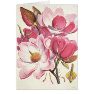 Fleur vintage de Magnolia Arbre, Fleurs Roses Du J