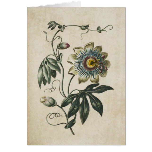 Fleur vintage de passion végétale (Devant)
