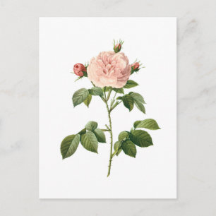 Fleur Vintage, Rose Rose par Redoute Carte Postale