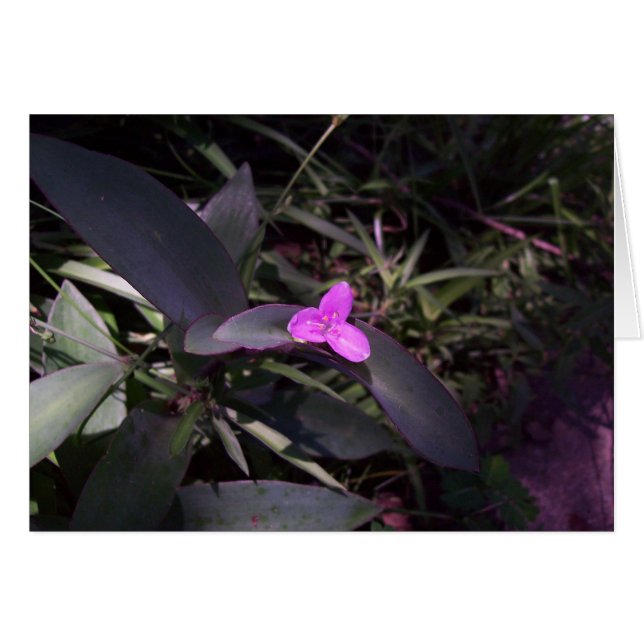 Fleur violette à l'ombre (Devant Horizontal)