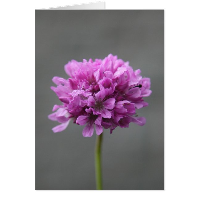 fleur violette avec fourmi (Devant)