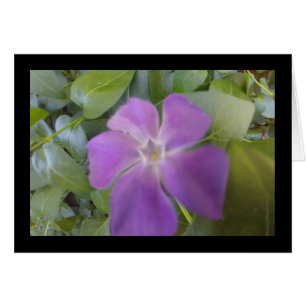 Fleur violette - Chanson de Sol. Carte de voeux 8:
