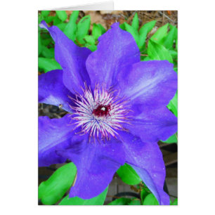 Fleur violette Clematis