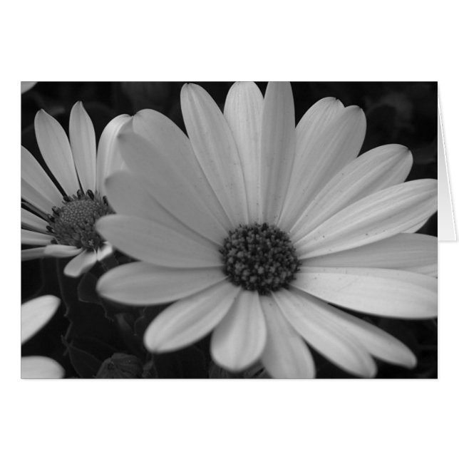 Fleurs #1 (Devant horizontal)