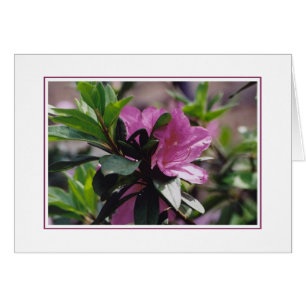 Fleurs à la ferme de Gibbs