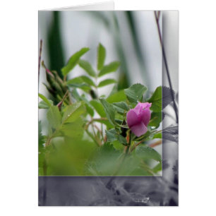 Fleurs au bord du lac - Rose