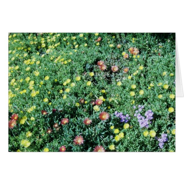 fleurs au mexique (Devant Horizontal)