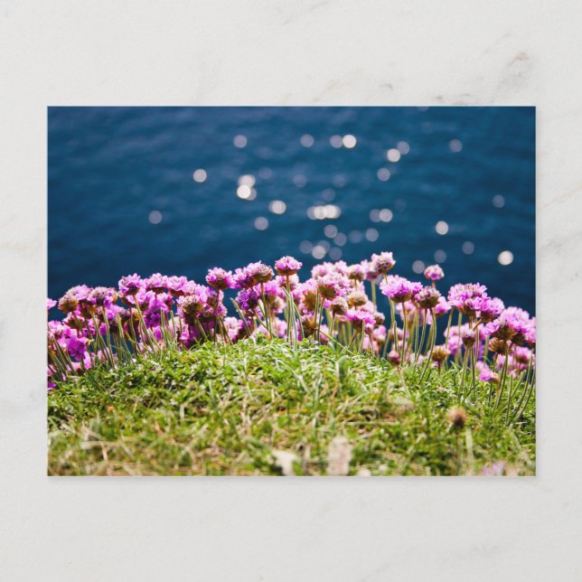 Fleurs aux falaises de la carte postale de Moher (Devant)