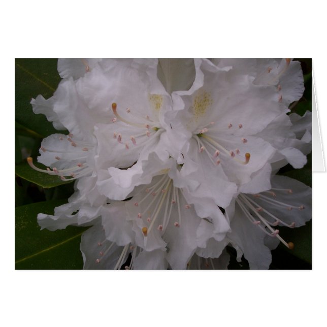 Fleurs blanches (Devant horizontal)