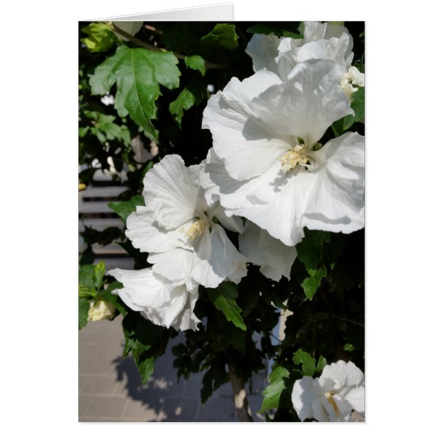 fleurs blanches accueillantes (Devant)