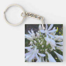 Fleurs blanches d'Agapanthus