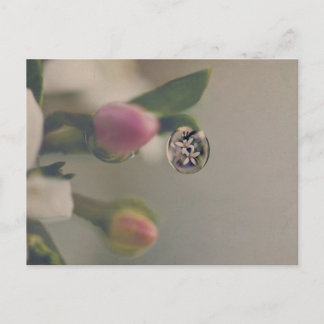 Fleurs blanches dans la carte postale goutte d'eau