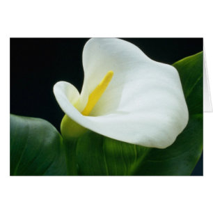 fleurs blanches de lys d'Arum