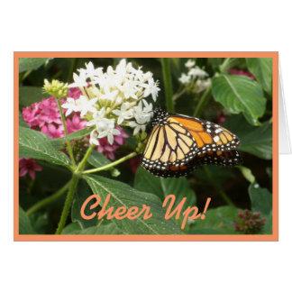 Fleurs blanches de rose de papillon de jaune