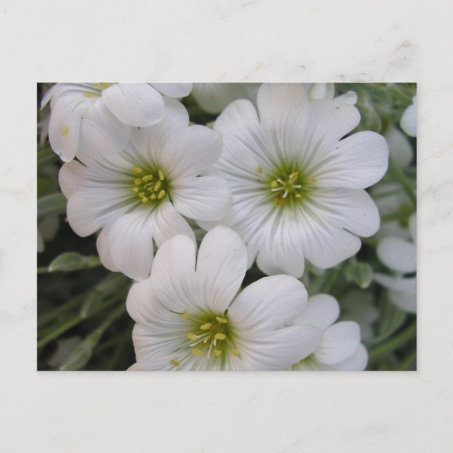 Fleurs blanches postcard (Front)
