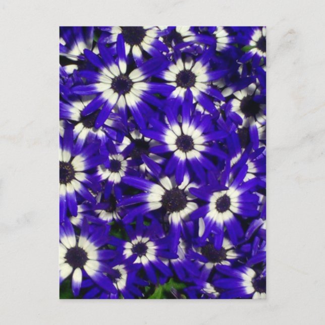 Fleurs bleues ne pas choisir de carte postale (Devant)