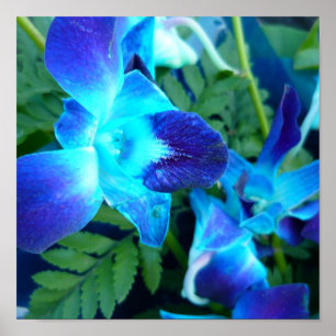 fleurs bleues Poster de la nature