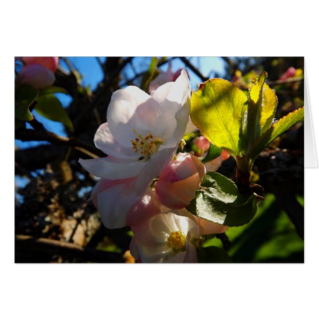 Fleurs bouillonnantes (Devant horizontal)