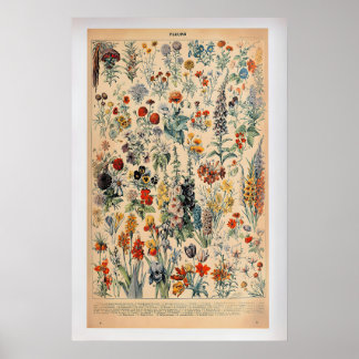 Fleurs by Adolphe Millot Vintage Botanical Poster