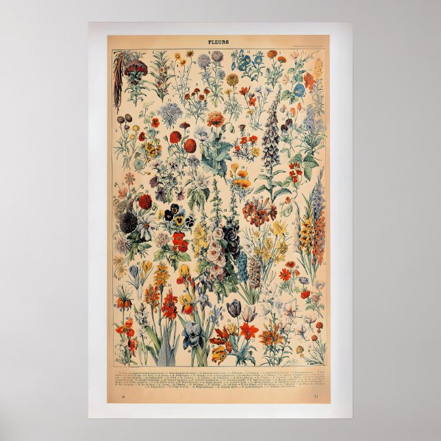 Fleurs by Adolphe Millot  Vintage Botanical Poster (Front)