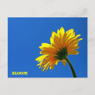FLEURS! Carte postale